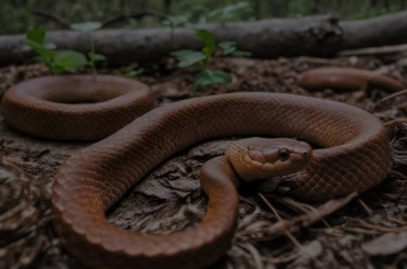 Exploring the Symbolism of a Copperhead Dream