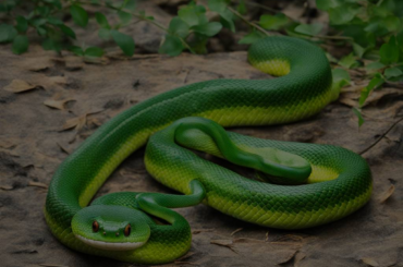 Dream about a Green Snake: A Symbolic Journey