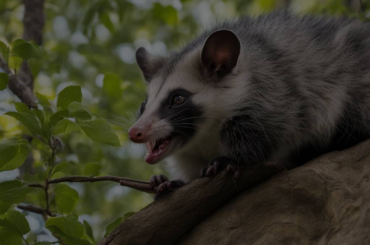 Dreaming of Being Attacked by a Possum: Meaning and Symbolism Unveiled