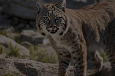 Dream Analysis: Unraveling the Meaning Behind a Bobcat Attack