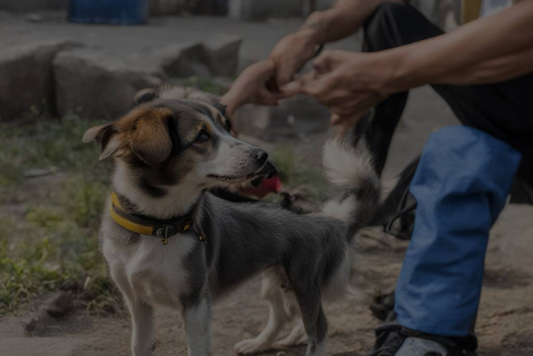 Rescue Dream: A Heartwarming Encounter with a Stray Dog