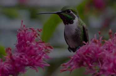 Dream About Saving a Hummingbird: A Symbol of Hope and Compassion