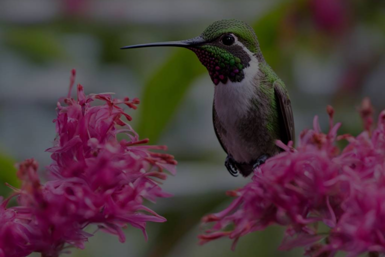 Dream About Saving a Hummingbird: A Symbol of Hope and Compassion