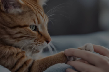 Decoding the Meaning of a Cat Biting Your Left Hand in Dreams