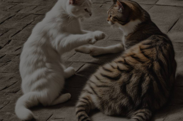 When Cats Clash: Decoding the Meaning Behind Dreaming of Cat Fights