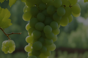 Exploring the Symbolism of Green Grapes in Dreams