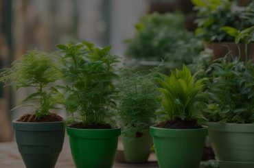 The Meaning Behind Dreams of Green Plants in Pots